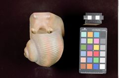 Foto einer Buchstütze in Schneckenform (NHMW-ZOO-MO-0081100-ETH-041)